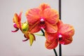 Red orchid flowers, sell and buy house plants for gift for cel Royalty Free Stock Photo