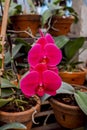 Red orchid in the garden. Phalaenopsis orchid in the garden.