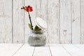 Red orchid in glass pot, on white wooden planks Royalty Free Stock Photo