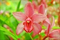 Red orchid macro blossoming background and wallpapers in top high quality prints