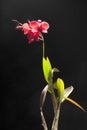 Red orchid plant Royalty Free Stock Photo