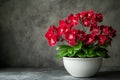 Red orchid plant in a white pot on a gray textured background Royalty Free Stock Photo