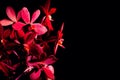 Red Orchid Royalty Free Stock Photo