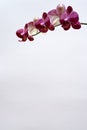 Red orchid Royalty Free Stock Photo