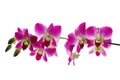 Red orchids Royalty Free Stock Photo