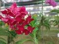 Red orchids bloom beautifully in the garden, branches of orchid flowers.