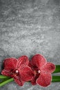 Red orchids with green leaves on gray textures stone background, copy space, vertical