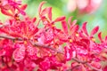 Red orchids, Renanthera. Royalty Free Stock Photo