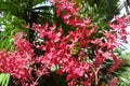 Red orchids - Singapore botanical gardens