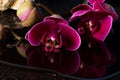 Red orchids Royalty Free Stock Photo