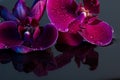 Red orchids Royalty Free Stock Photo
