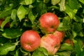 Red organic apples Royalty Free Stock Photo