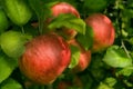 Red organic apples Royalty Free Stock Photo