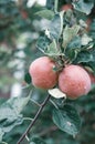 Red organic apples on tree Ripe apples on branches an apple tree in garden are ready for harvest. Royalty Free Stock Photo