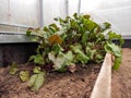 Red organic beetroot growing in a small greenhouse Royalty Free Stock Photo