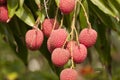 Red Organic Lichi Fruit on Tree