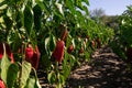 Red organic peppers growing in the garden