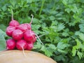 Red organic radish next to a bed of parsley. A bunch of eco-radish grown in natural conditions in the open ground. Bright red