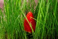 Red Organic Strawberries against Green Grass. Healthy Natural Wholefoods Whole Food Garden Nature