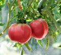 Red organic tomato plant and fruit, giant tomatoes growing Royalty Free Stock Photo