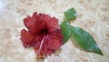 Red Orhul flower and Bal Patra used in India for worship