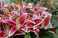 Red oriental lilies with white edges Royalty Free Stock Photo