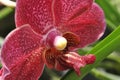 Red Orkid Royalty Free Stock Photo