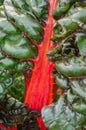 Red ornamental blette leaf in vegetable garden Royalty Free Stock Photo