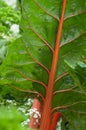 red ornamental blette leaf in vegetable garden Royalty Free Stock Photo
