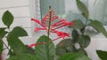 A red ornamental flower with green leaves that look like matchstick stems.