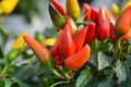 Red ornamental pepper Favorit Royalty Free Stock Photo