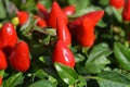 Red ornamental pepper Favorit Royalty Free Stock Photo