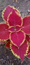 Red Ornamental Coleus Species plant leaves with yellow border