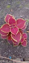 Red Ornamental Coleus Species plant leaves with yellow border