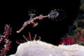 Red ornate ghost pipefish in Bali Indonesia