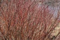 Red osier dogwood branches on Deschutes River trail Royalty Free Stock Photo