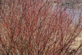 Red osier dogwood branches on Deschutes River trail Royalty Free Stock Photo