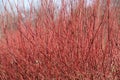 Red osier dogwood clump in winter Royalty Free Stock Photo