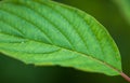 Dogwood Leaf - Close-Up