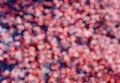 Red out of focus bokeh background Royalty Free Stock Photo