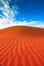 Animal tracks in red sand dune Royalty Free Stock Photo