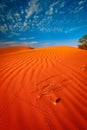 Animal tracks in red sand dune Royalty Free Stock Photo