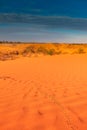 Animal tracks in red sand dune Royalty Free Stock Photo