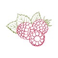 Red outline raspberries with green leaves closeup on a white bac Royalty Free Stock Photo