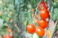 Red oval tomatoes ripen in a bunch on the stem of a tomato bush