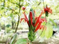 Red Pachystachys loly pop flowers are blooming