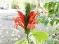 Red Pachystachys loly pop flowers are blooming