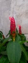 Red Pacing or Costus plant& x27;s majestic bloom