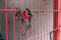 Red padlock with a chain on a red fence. The gate is locked with a padlock