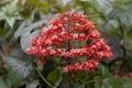 Red pagoda flower bloom in the garden on blur nature background with free space, is a Thai herb. Royalty Free Stock Photo